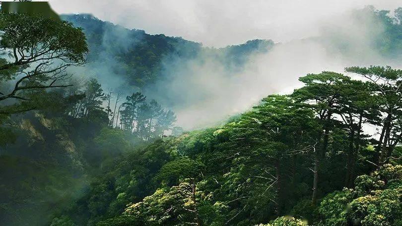 米乐米可森林大冒险